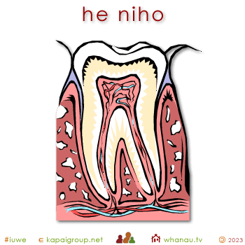 00778 niho - tooth 01