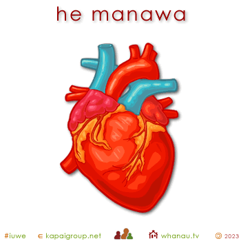 00643 manawa - heart 01