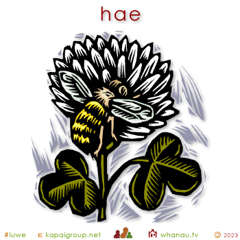 03070 hae - pollenation 01