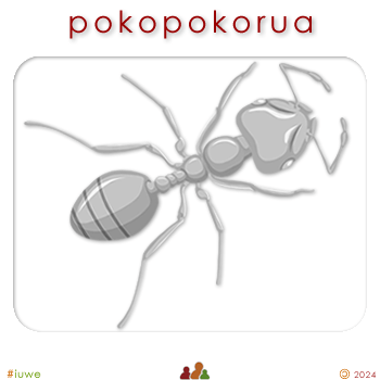 w08801_01 pokopokorua - ant