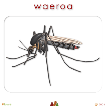 w02960_02 waeroa - mosquito