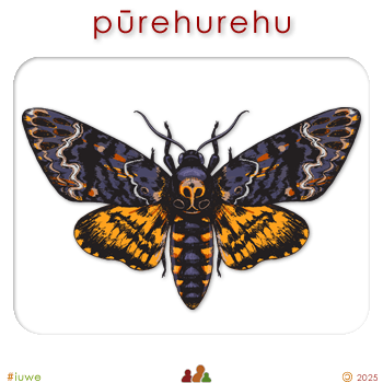 w09102_01 pūrehurehu - moth