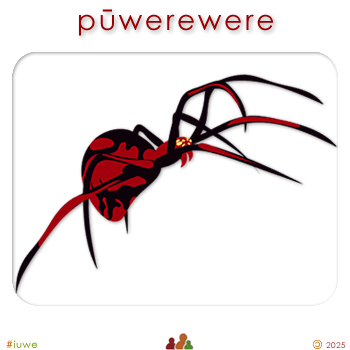 w08775_01 pūwerewere - spider