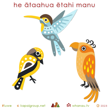 20243 he ātaahua ētahi manu - some birds are beautiful 01