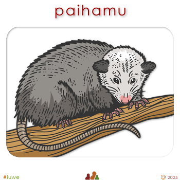 w01704_01 paihamu - opossum