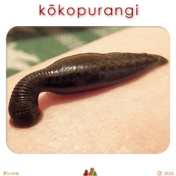 w09094_01 kōkopurangi - leech