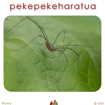 w03199_02 pekepekeharatua - daddy long legs