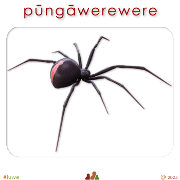 w09109_01 pūngāwerewere - spider