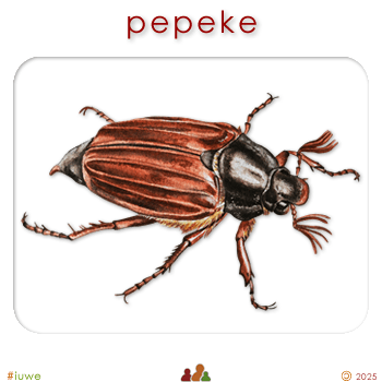 w00414_01 pepeke - beetle