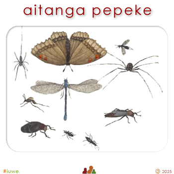 w09111_01 aitanga pepeke - insect world