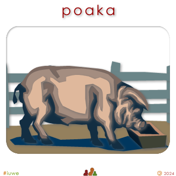 w00238_01 poaka - pig