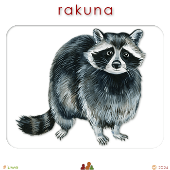 w08373_01 rakuna - raccoon