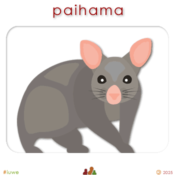 w09114_02 paihama - opossum