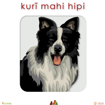 w00389_01 kurī mahi hipi - sheep dog