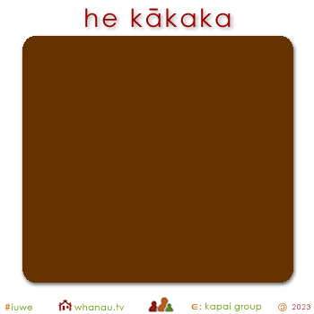 01573 kākaka - brown chocolate 01