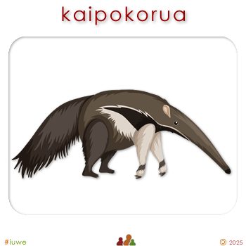w00345_01 kaipokorua - anteater