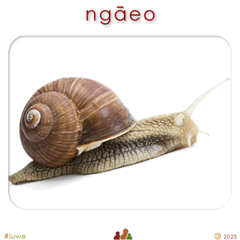 w00414_02 ngāeo - snail
