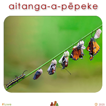 w09112_01 aitanga-a-pēpeke - insect family