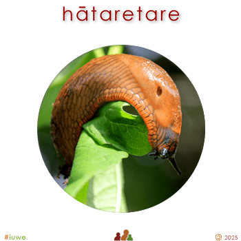 w09098_01 hātaretare - slug