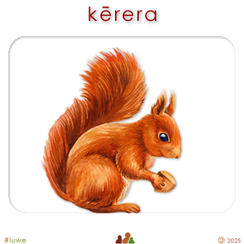 w01703_01 kērera - squirrel