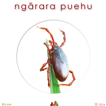 w08343_01 ngārara puehu - tick