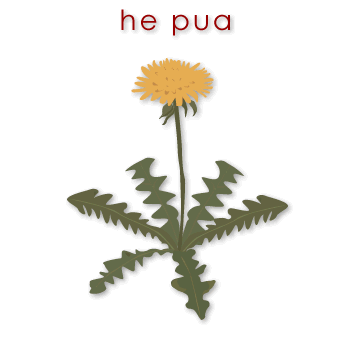 00497 pua - flower 01