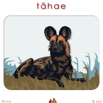 w00284_01 tāhae - hyena