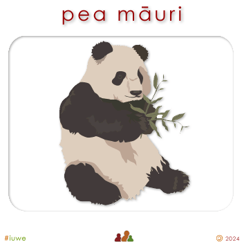 w00456_04 pea māuri - panda bear