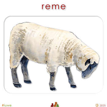 w00520_01 reme - sheep