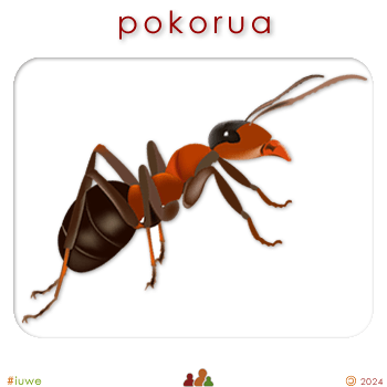 w08800_01 pokorua - ant