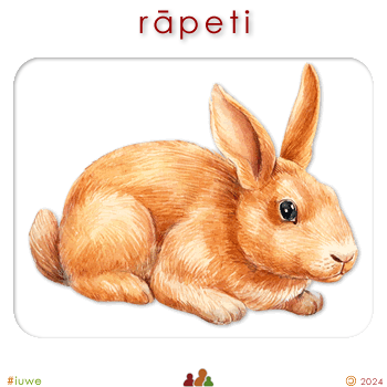 w00519_03 rāpeti - rabbit