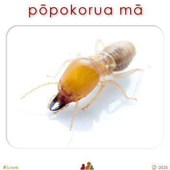 w09110_01 pōpokorua mā - termite