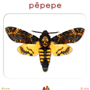 w09103_01 pēpepe - moth