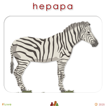 w00324_01 hepapa - zebra
