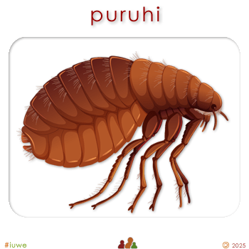 w01441_01 puruhi - flea