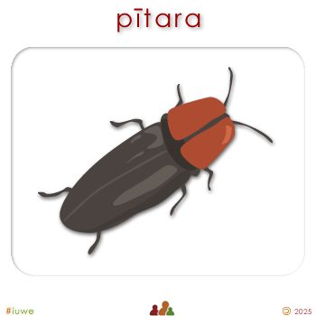 w03068_01 pītara - beetle