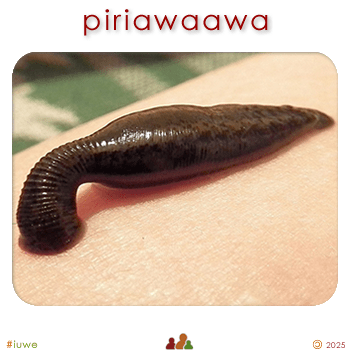w09095_01 piriawaawa - leech
