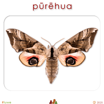 w09105_01 pūrēhua - moth