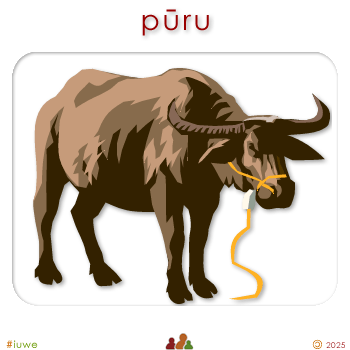 w00510_01 pūru - bull