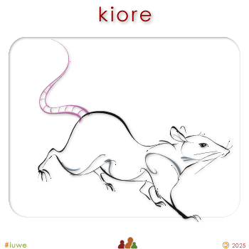 w00371_01 kiore - rat