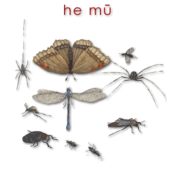 01710 mū - insect 01