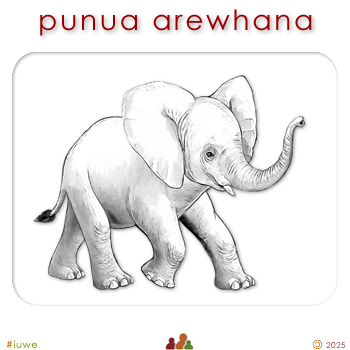 w01689_02 punua arewhana - baby elephant