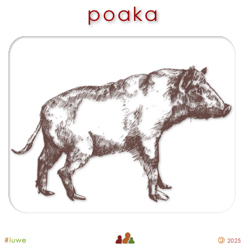 w04358_01 poaka - swine