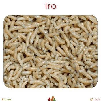w00545_02 iro - maggot