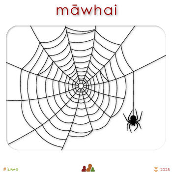 w09108_01 māwhai - spider web