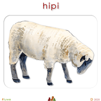 w00329_02 hipi - sheep