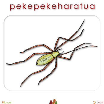 w03199_01 pekepekeharatua - daddy long legs