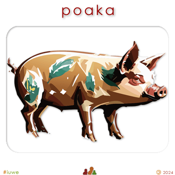w00238_04 poaka - pig