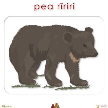 w00457_01 pea rīriri - grizzly bear