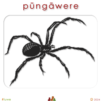 w08773_01 pūngāwere - spider